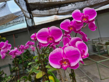 Orchid blossomの写真素材