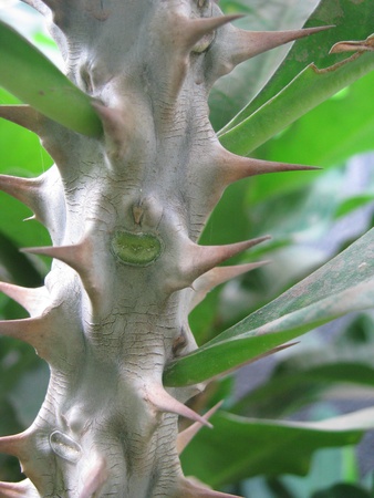 nature green in root and thornの写真素材