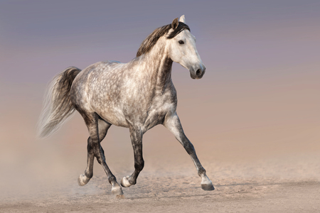 Grey horse trotting in desertの写真素材