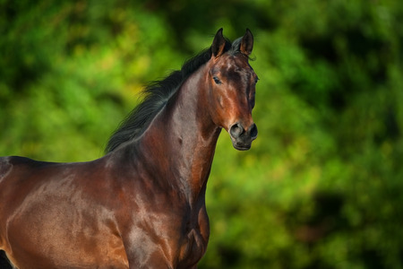 Bay horse portrait outdoor against green trees in motionの写真素材