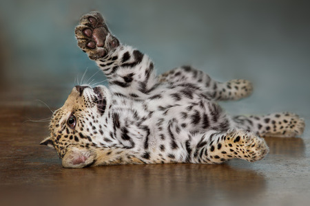 Beautiful baby jaguar lay funnyの写真素材