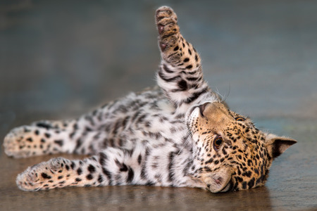 Beautiful baby jaguar lay funnyの写真素材