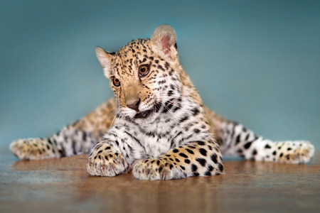 Beautiful baby jaguar lay funnyの写真素材