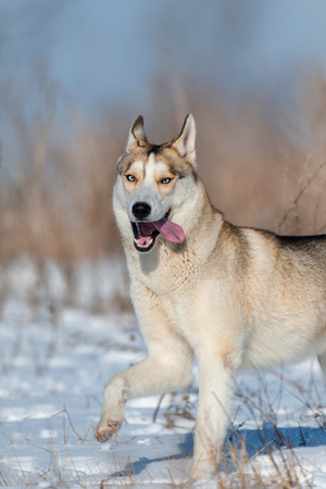 Husky run fast in snow fieldの写真素材