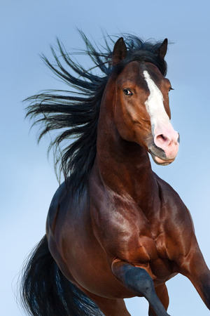 Bay horse with long mane portrait in motionの写真素材