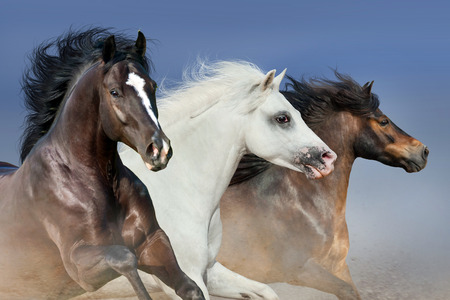 Three horse portrait close up in motion against blue skyの写真素材