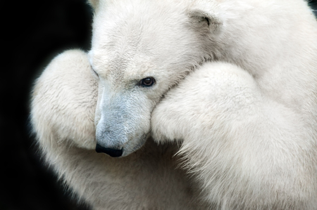White bear portrait close up isolated on black backgroundの写真素材