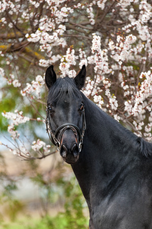 Beautiful black horse portrait against blossom spring treeの写真素材