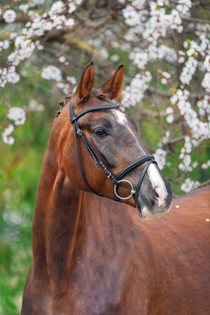 Red horse portrait against blossom spring treeの写真素材