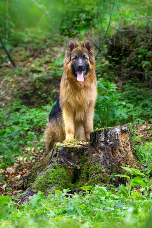 German shepherd in forestの写真素材