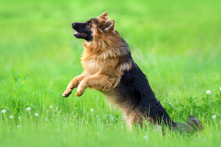 Beautiful german shepherd dog play on green spring grassの写真素材