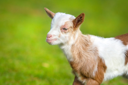 Beautiful cute goat kid on green spring grassの写真素材