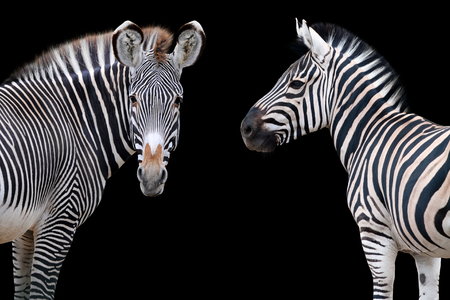 Two zebras portrait isolated on black backgroundの写真素材