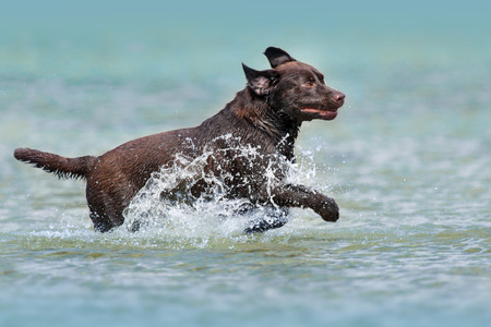 Chocolate labrador run in the sea with a sprayの写真素材
