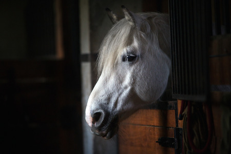 White horse portrait in stableの写真素材