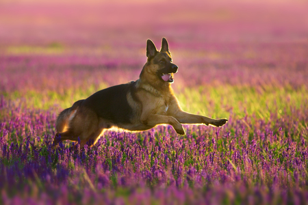 Shephard dog run fast in violet flowersの写真素材