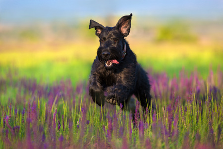 Schnauzer dog jump and run in salvia flowers field