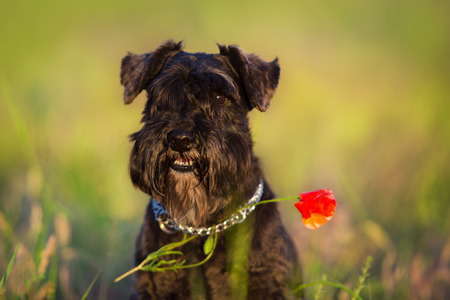 Riesen schnauzer dog close up portrait in violet flowersの写真素材
