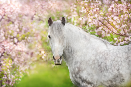White horse portrait in spring pink blossom treeの写真素材