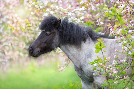 Pony portrait in spring pink blossom treeの写真素材