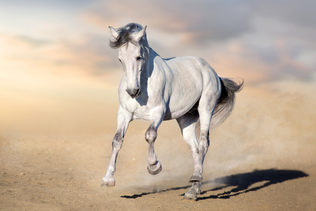 White horse run gallop in desert dust against blue skyの写真素材