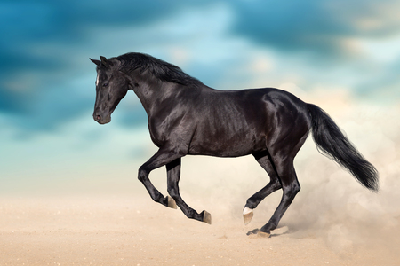 Black stallion with long mane run in desert dust against  blue skyの写真素材