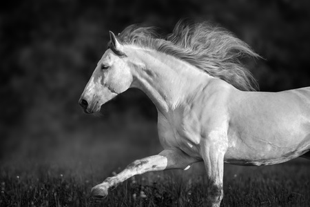 White horse with long mane portrait in motion. Black and whiteの写真素材