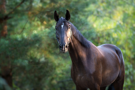 Black stallion portrait in forest in sunlightの写真素材