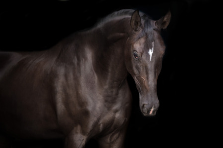 Black horse portrait on black backgroundの写真素材