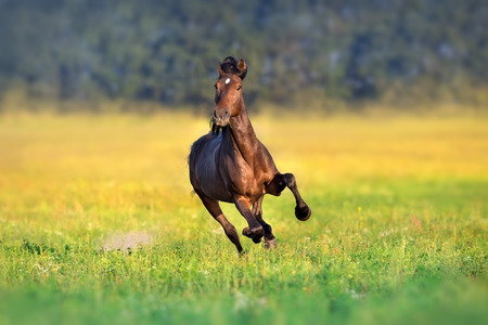 Bay trotter stallion run gallop in  spring meadowの写真素材