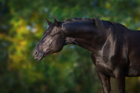 Black stallion portrait outdoorの写真素材