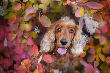 english cocker spaniel close up portrait in autumn leavesの写真素材