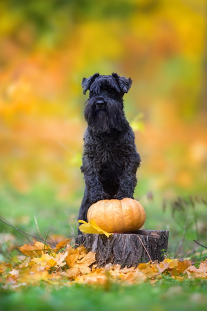 Miniature Schnauzer  in autumn parkの写真素材