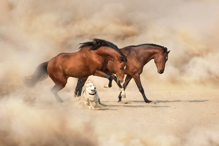 Two horses playing with a dog in the desert