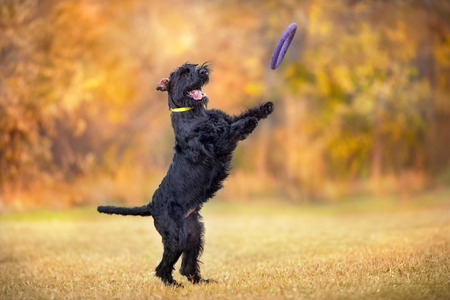 Giant Schnauzer playing with flying disc outdoors