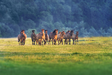 Horse herd run on summer pastureの写真素材