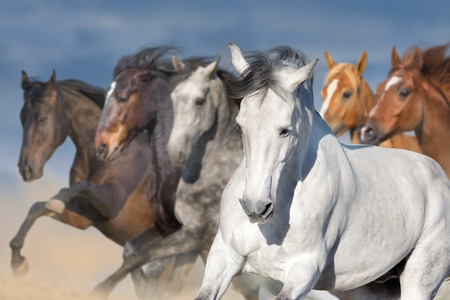 Horse herd run gallop in desert dust against dramatic skyの写真素材