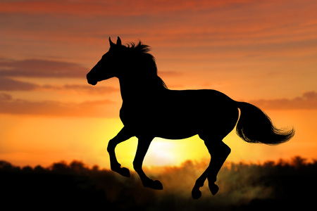 Horse silhouette gallops at dawnの写真素材