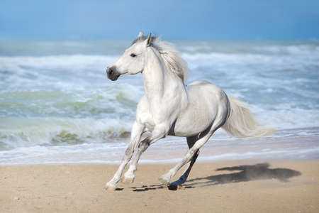 White horse run gallop along the beachの写真素材