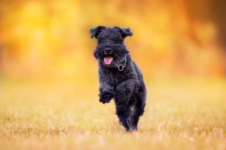 Black Schnauzer dog paly in autumn parkの写真素材