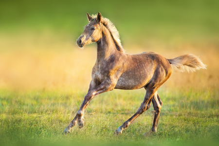 Colt portrait  run at sunset light in meadowの写真素材