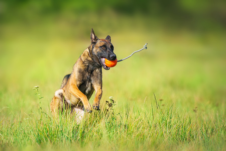 Malinois sheepdog run and play ball toy at summer fieldの写真素材