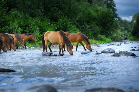 Horses drink in riverの写真素材