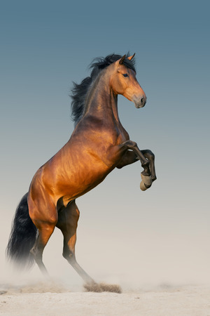 Bay stallion with long mane rearing up の写真素材