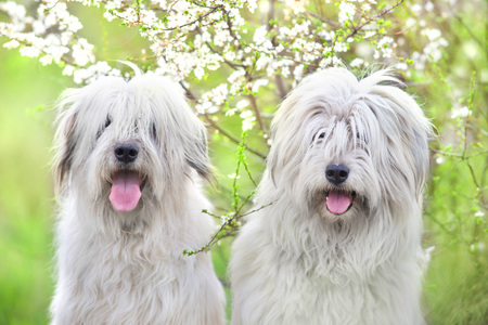 Two South russian sheepdog in spring blossomの写真素材