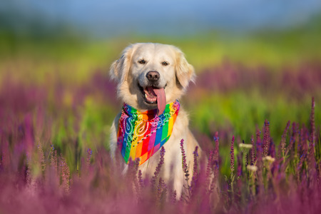 Golden retriever in violet salvia flowersの写真素材