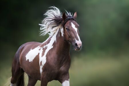 Pinto horse with long mane run gallop close up portraitの写真素材