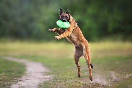 Malinois sheepdog run and play ball toy at summer field