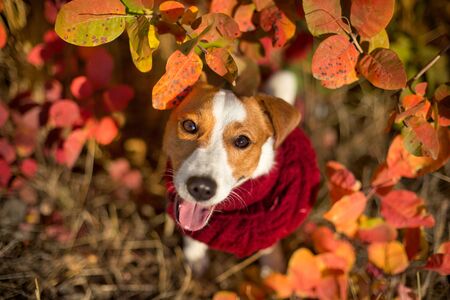 Jack russel terrier in scarf on autumn leavesの写真素材