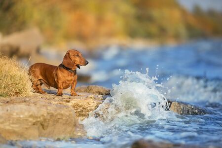 Wiener dog portrait on autumn landscape near the riverの写真素材